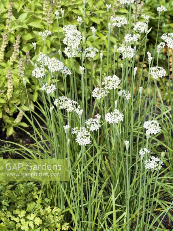 Allium tuberosum Shiva, autumn September