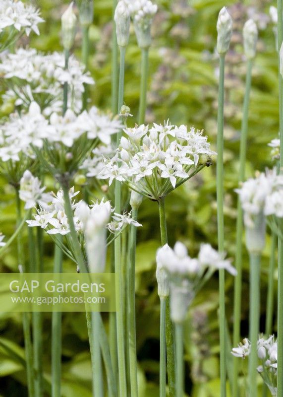 Allium tuberosum Shiva, autumn September