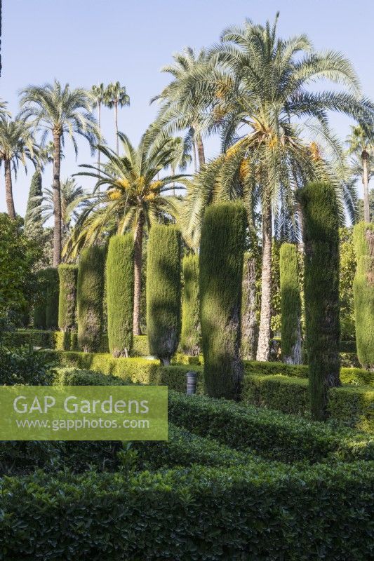 Hedges within the Jardin del Laberinto, the Maze garden, with towering date palms, Pheonix dactylifera, behind. Real Alcazar Palace gardens, Seville. Spain. September. 