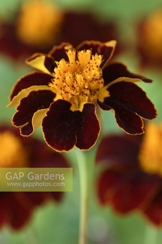 Tagetes patula  'Red Knight'  French marigold  August