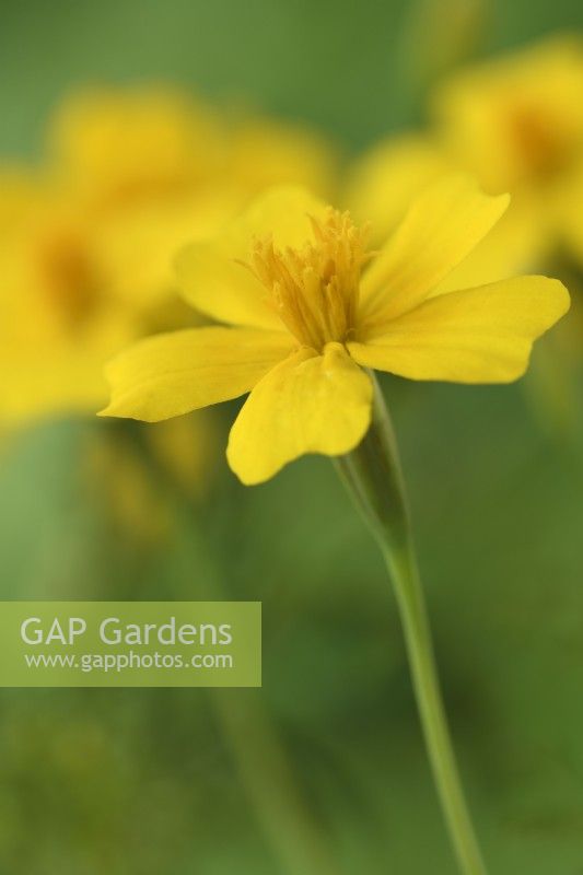 Tagetes  'Lemon Gem'  Signet marigold  August