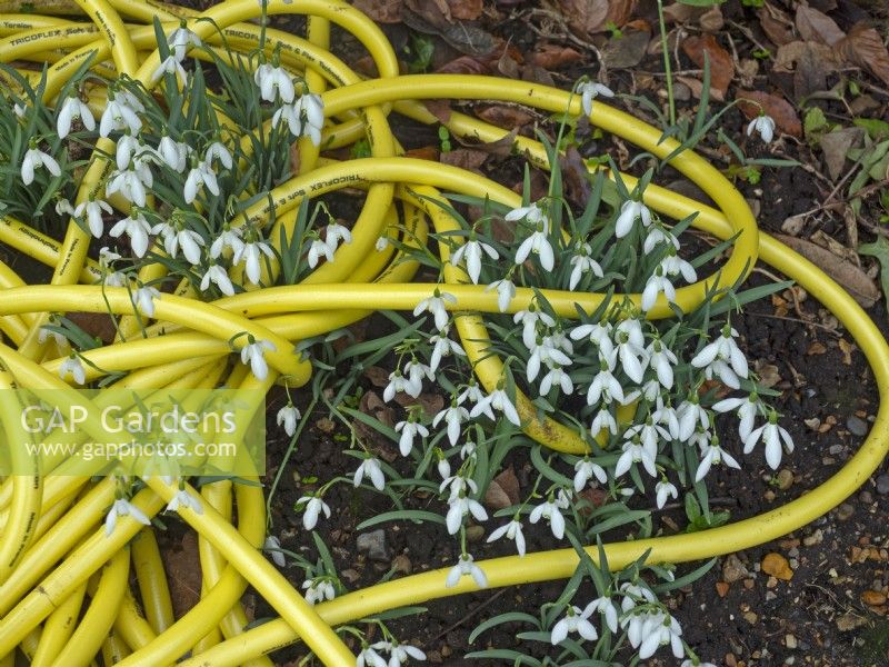 Discarded hose with Snowdrops Galanthus nivalis   growing through February