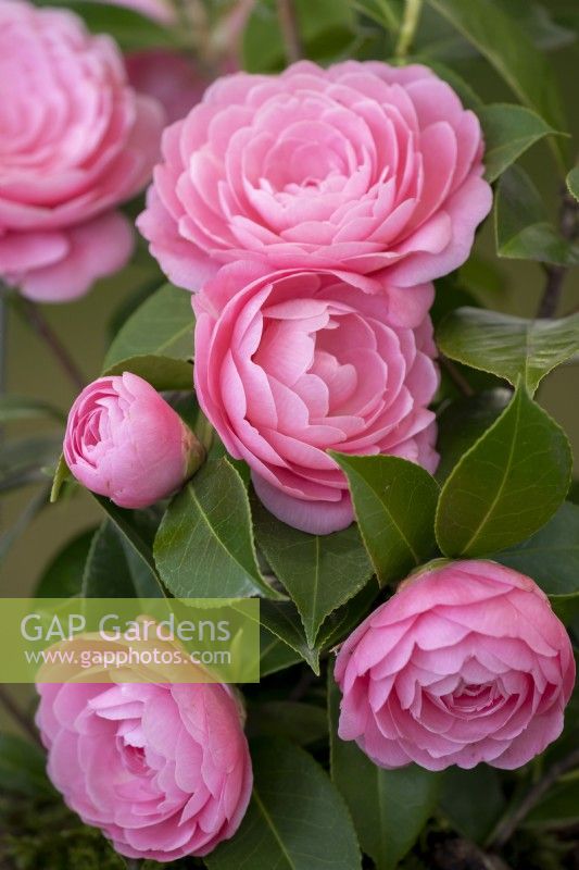 Camellia williamsii 'E.G. Waterhouse'.
Parco delle Camelie, Camellia Park, Locarno, Switzerland