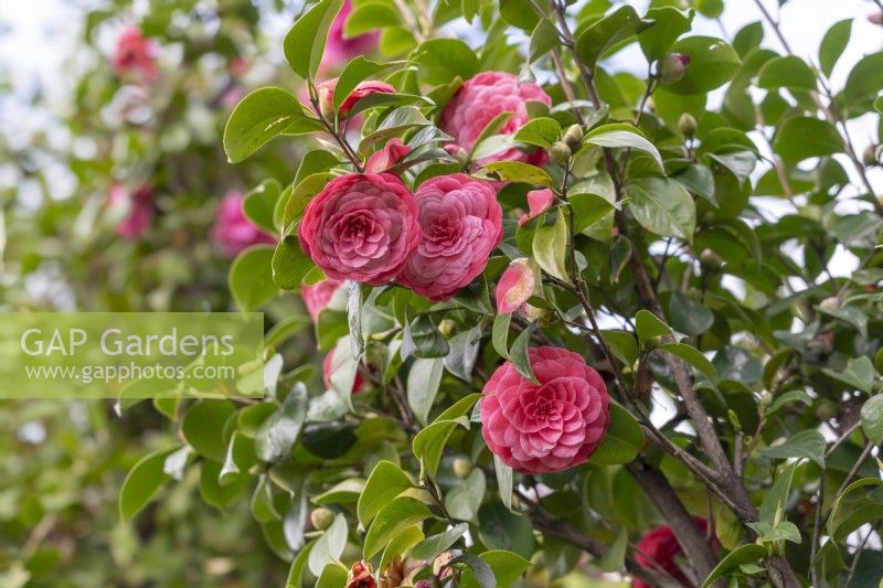 Camellia japonica 'Madame Lebois'.
Parco delle Camelie, Camellia Park, Locarno, Switzerland