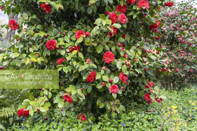 Camellia japonica 'Grand Sultan'.
Parco delle Camelie, Camellia Park, Locarno, Switzerland