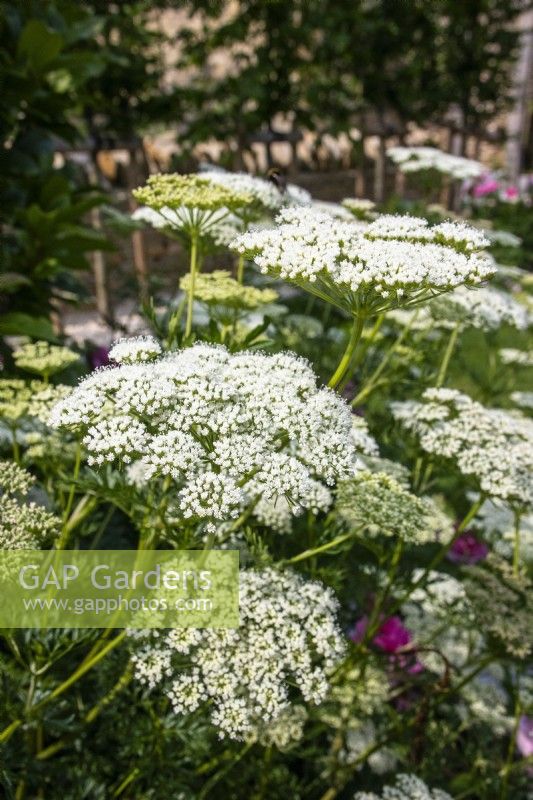 Cenolophium denudatum - Baltic parsley - June