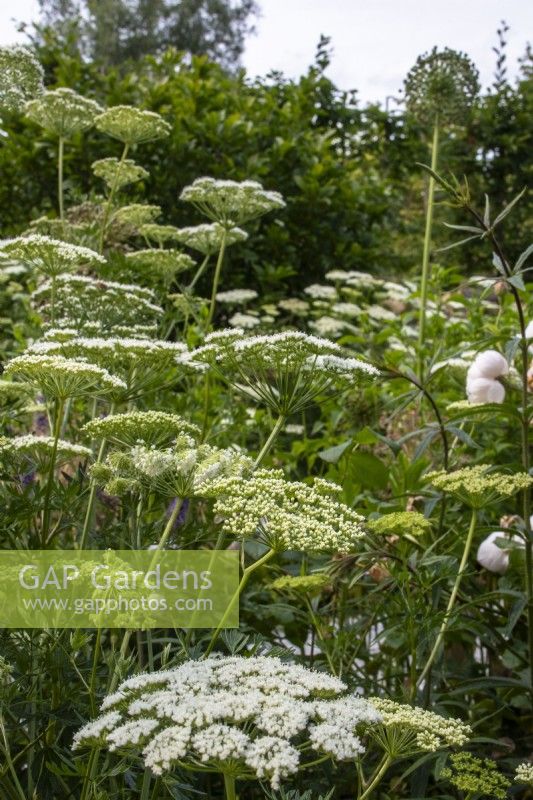 Cenolophium denudatum - Baltic parsley - June