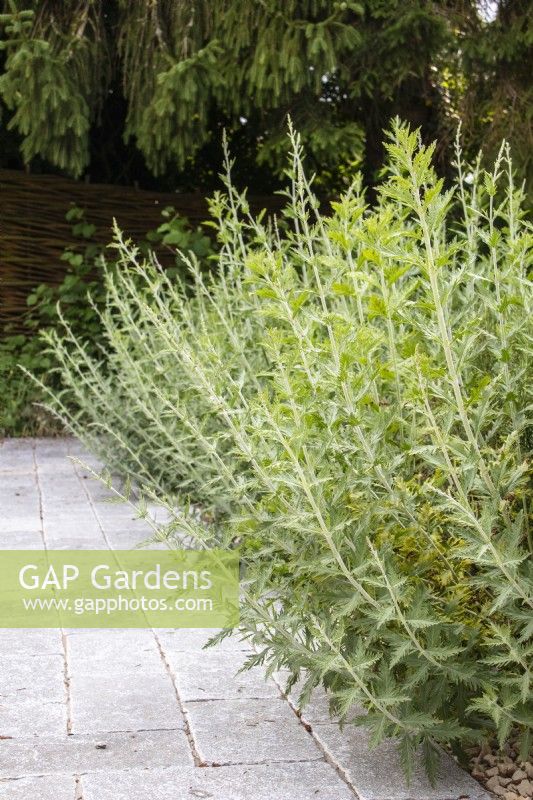 Perovskia 'Blue Spire' contrasts with blue grey limestone paving.