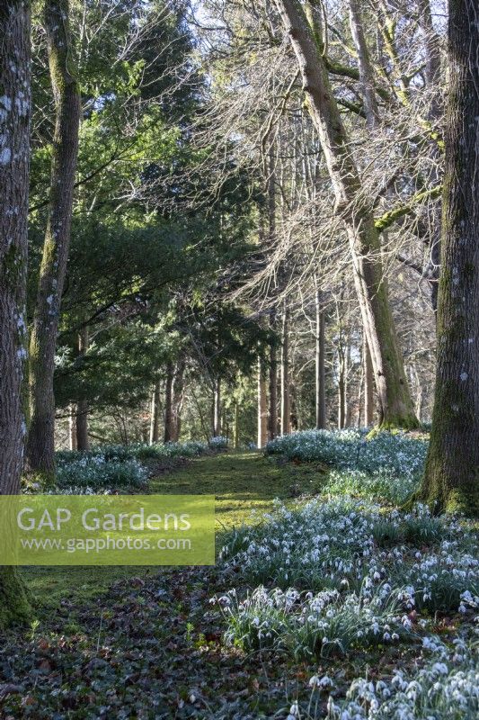 A mossy path winds through woodland with naturalised snowdrops at Colesbourne Park.