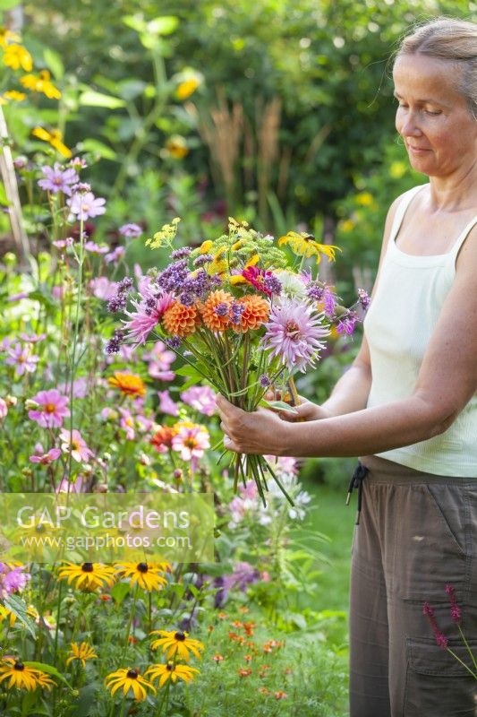 Woman making summer flower bouquet using Dahlias, Zinnia, Verbena bonariensis, Rudbeckia, Monarda and fennel.