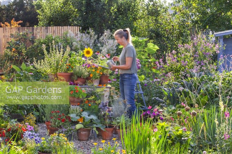 Woman watering group of containers with growing herbs and flowers such as thyme, pot marigold, sage, bergamot, basil and others.