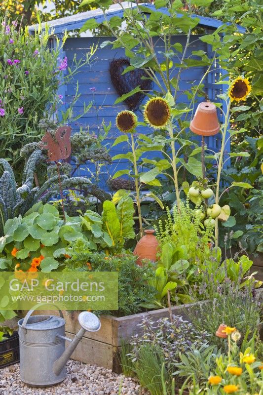 Raised bed planted with herbs, annual flowers and vegetables including nasturtium, sunflowers, Tagetes, basil, tomatoes, Swiss chard, lettuces and kale.