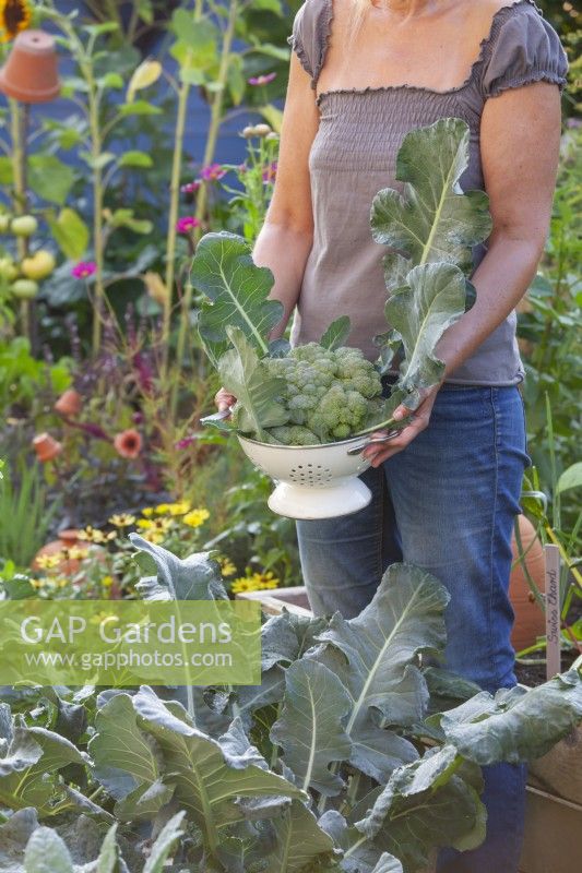 Harvesting Calabrese 'Quinta'.