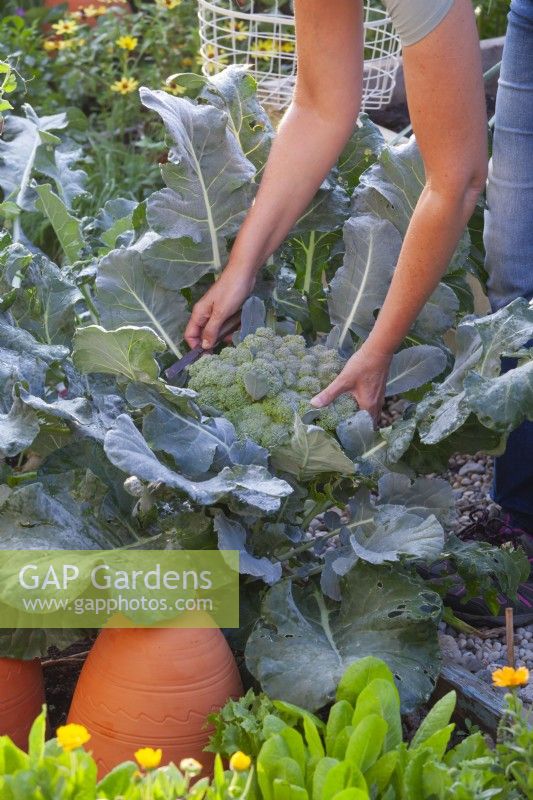 Harvesting Calabrese ' Quinta'.