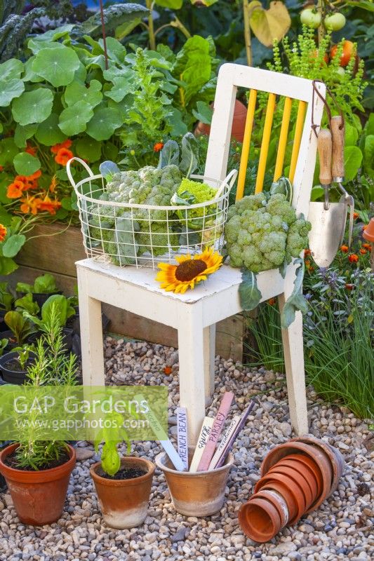 Display of wire basket with harvested broccoli, terracotta pots and tools.