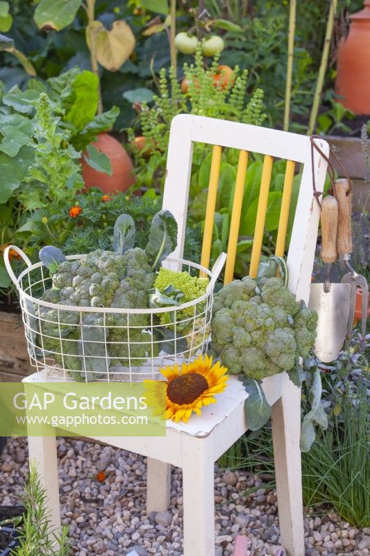 Display of harvested Calabrese 'Quinta'.