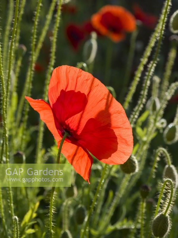 Papaver rhoeas - Common poppy flower