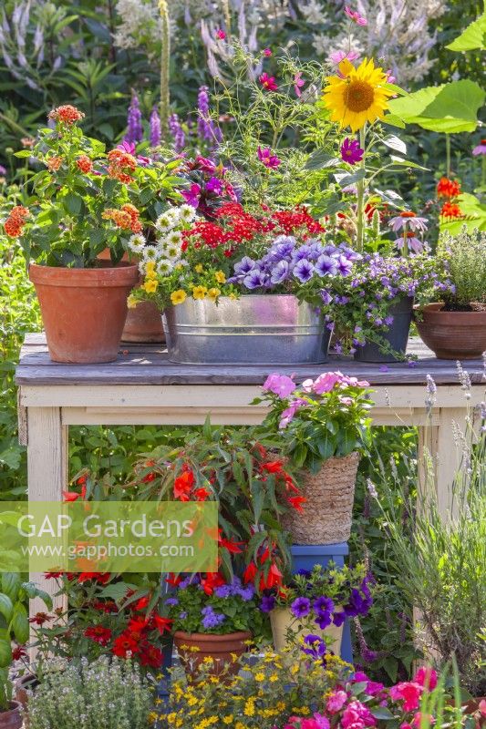 Display of containers with Lantana, Verbena, Surfinia, Scaevola, Impatiens, Fuchsia and others.