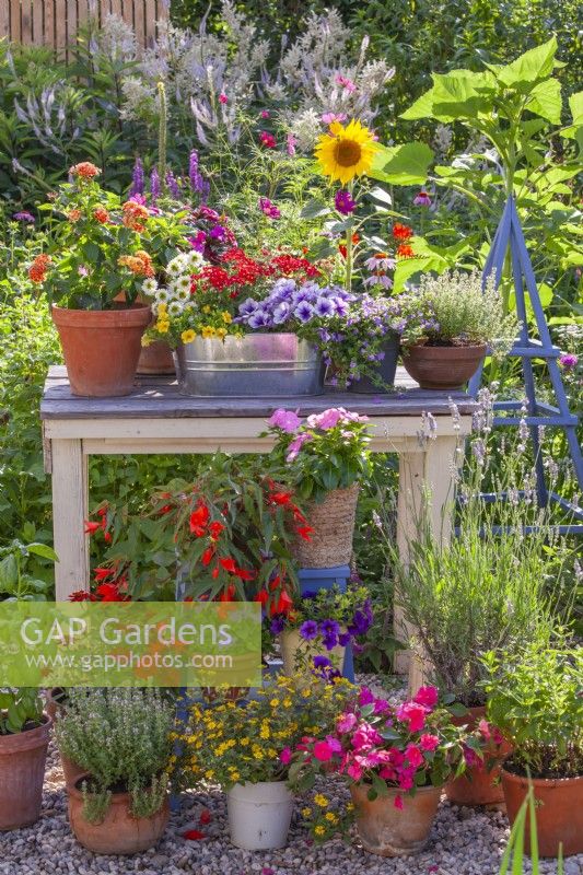 Display of containers with Lantana, Verbena, Surfinia, Scaevola, Impatiens, Fuchsia and others.