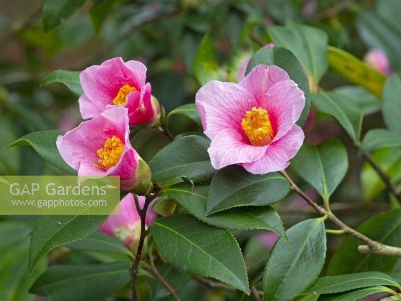 Camellia x Williamsii 'St Ewe'  Mid February Winter