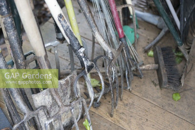 A selection of gardening tools, mainly forks, all stored together in a jumble. 