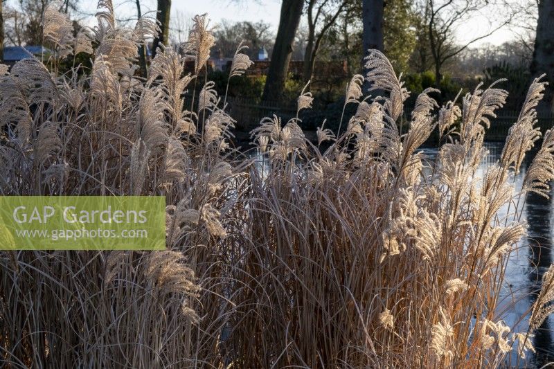 Miscanthus sinensis, glowing in the winter sun by the frozen pond.