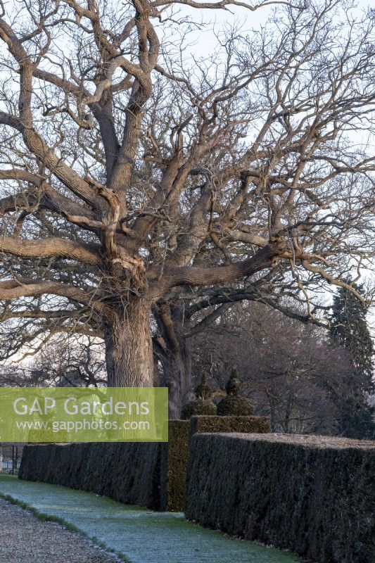 A clipped Yew hedge, Taxus baccata by a line  Quercus robur, English Oak in winter.