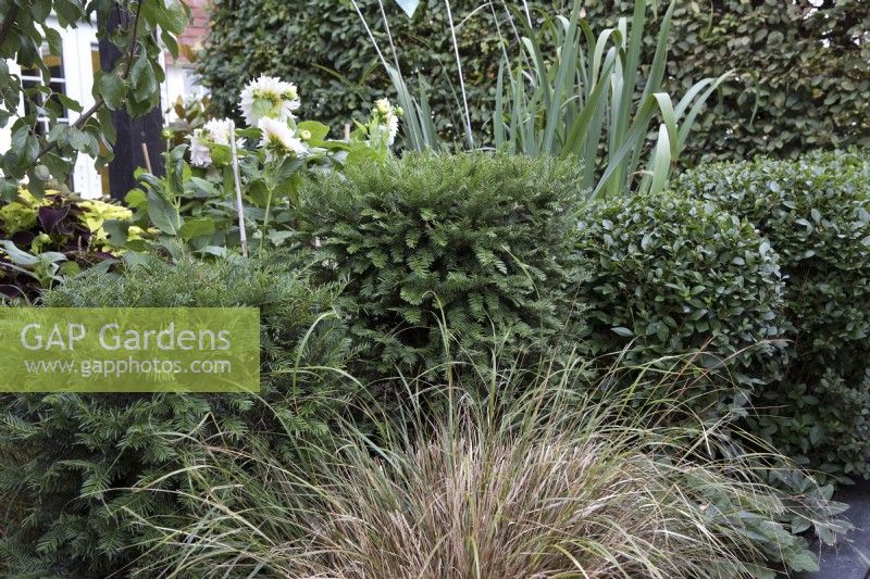 Yew and privet topiary with Anemanthele lessoniana (syn. Stipa arundinacea)
