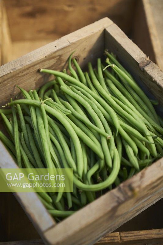 Harvested dwarf beans in a small wooden crate