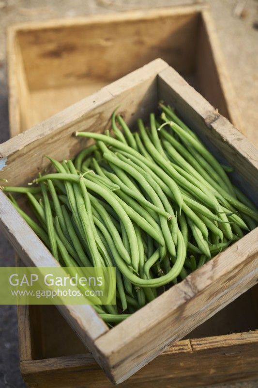 Harvested dwarf beans in a small wooden crate