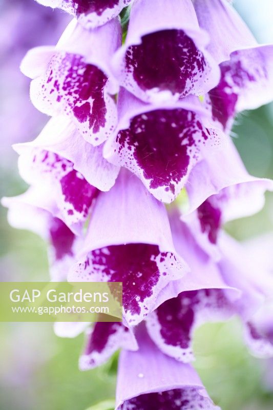 Digitalis purpurea Sugar Plum