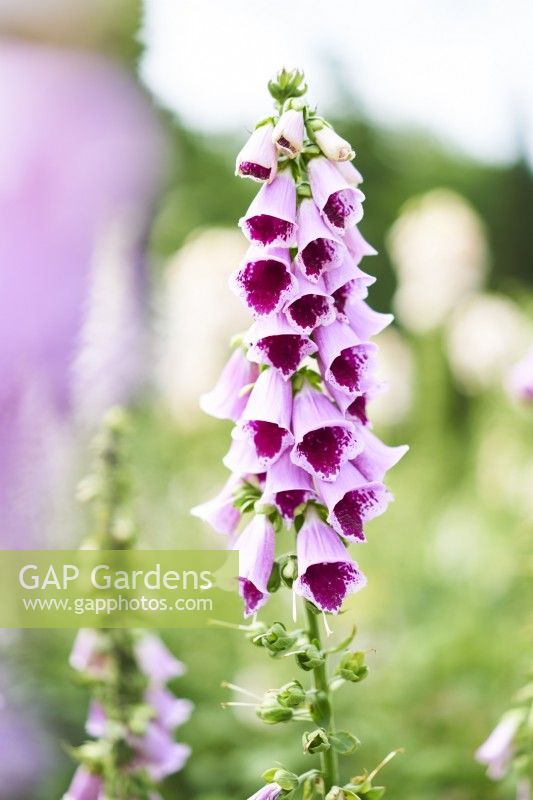 Digitalis purpurea Sugar Plum