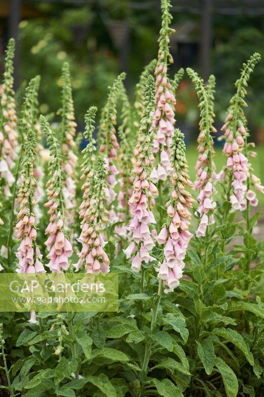 Digitalis purpurea Suttons Apricot