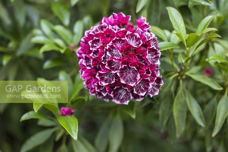 Kalmia latifolia 'Kaleidoscope', Mountain Laurel in June