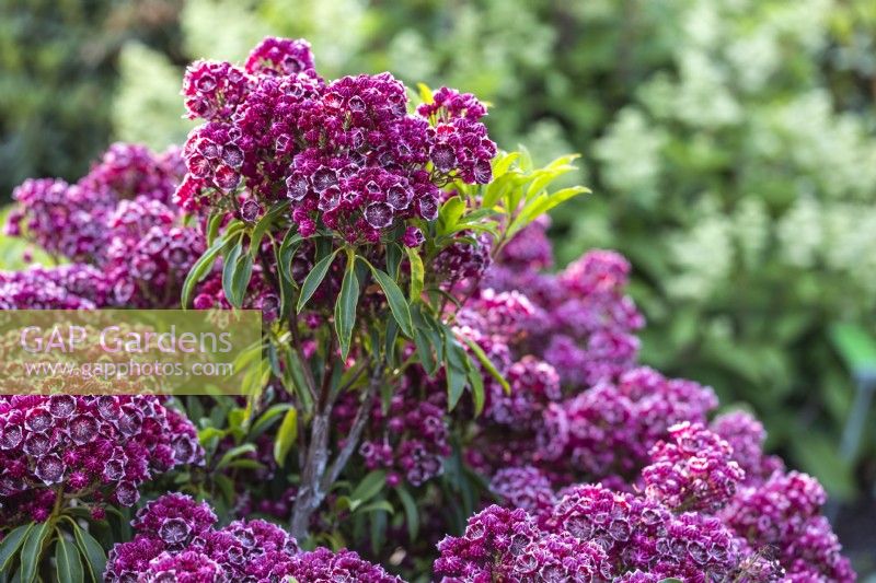 Kalmia latifolia 'Kaleidoscope', Mountain Laurel in June