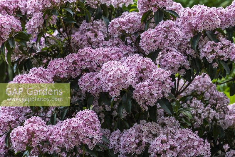 Kalmia latifolia fo. fuscata 'Moyland', Mountain laurel in June