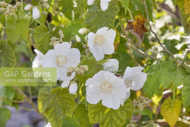 Abutilon vitifolium 'Album', May