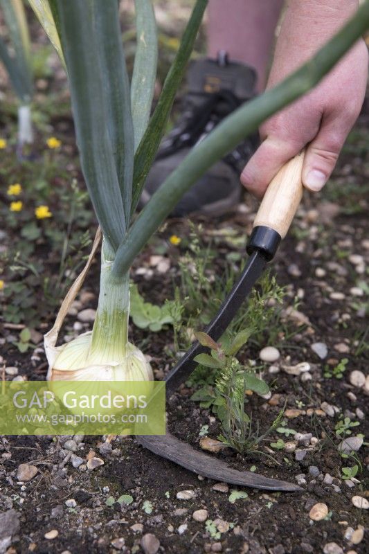 Using hand hoe to weed around onions
