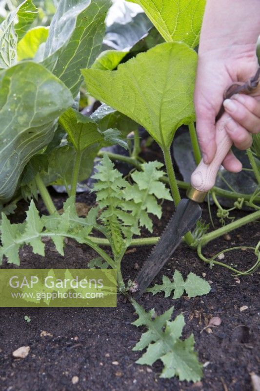 Using Muliweeder to remove dandelion
