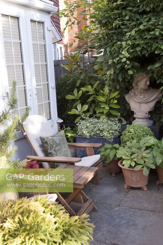 Seating area surrounded by conifers, rodgersia pinnata and box ball in containers