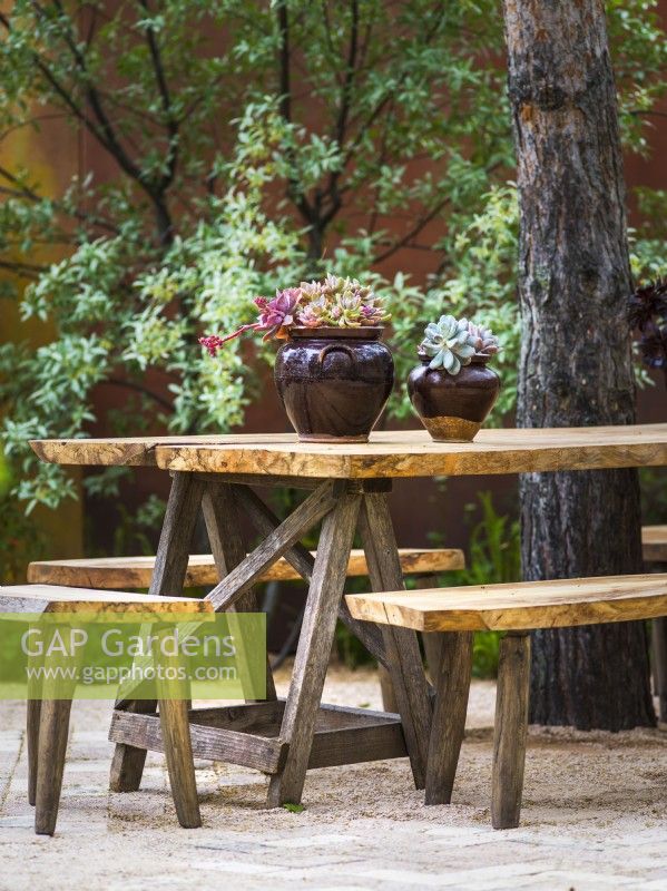 Pots with succulents on reclaimed wooden table in The Nurture Landscapes Garden, Designer: Sarah Price, Gold medal winner Chelsea Flower Show 2023