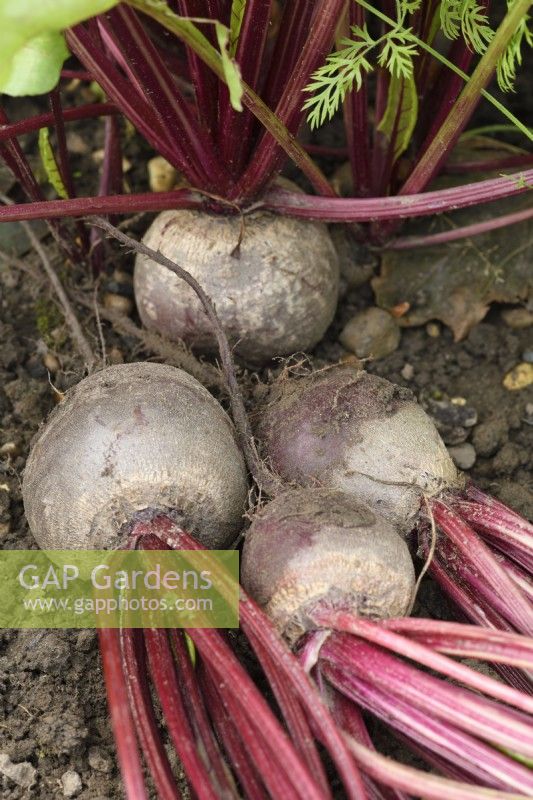 Beta vulgaris  'Moneta'  Monogerm variety beetroot  Lifted roots  September