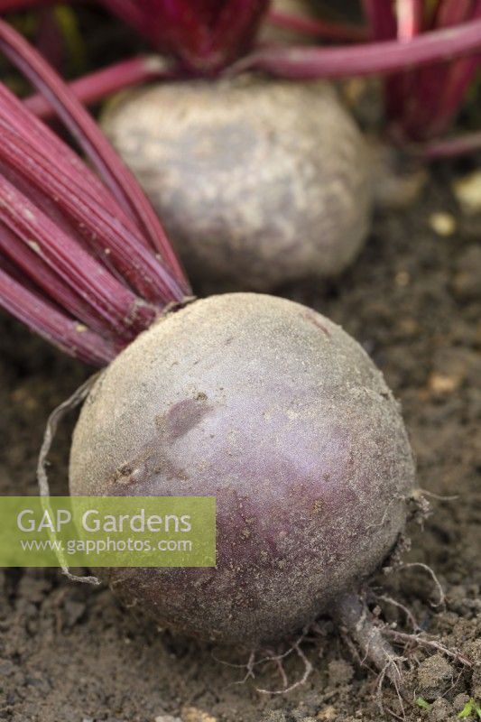 Beta vulgaris  'Moneta'  Monogerm variety beetroot  Lifted roots  September