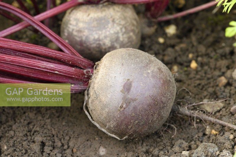 Beta vulgaris  'Moneta'  Monogerm variety beetroot  Lifted roots  September