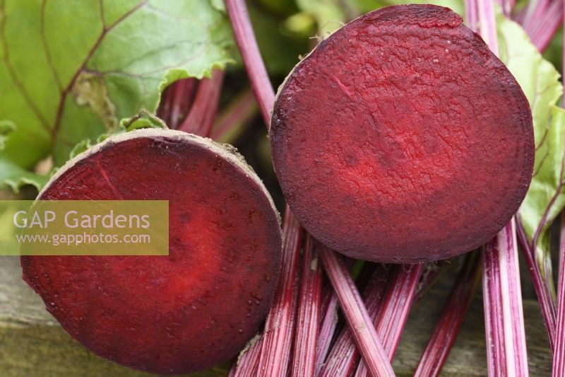 Beta vulgaris  'Moneta'  Monogerm variety beetroot  Lifted root cut open  September