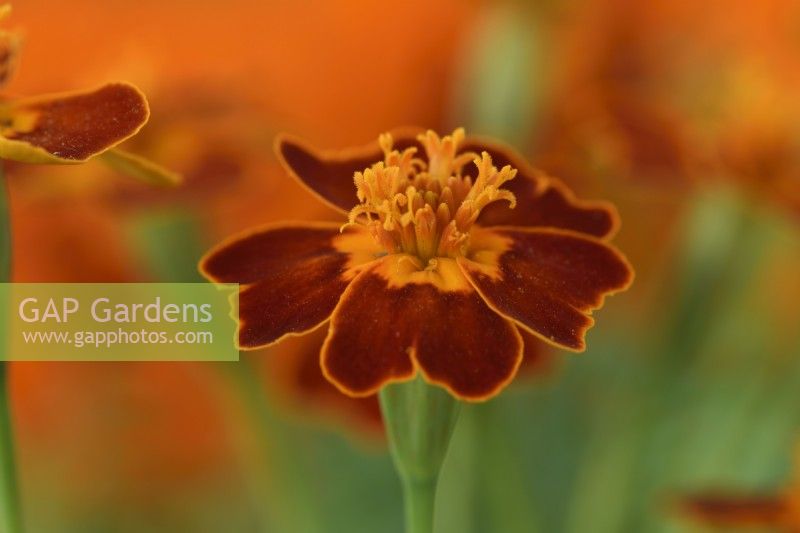 Tagetes tenuifolia  'Starfire'  Signet marigold  One colour from mix  September