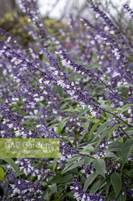 Salvia 'Phyllis' Fancy'