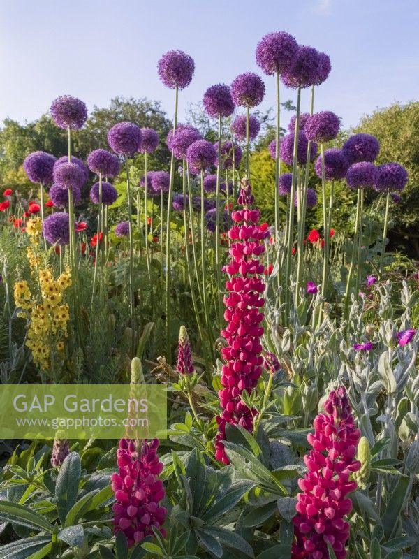 Lupinus 'The Pages' in mixed border with Allium giganteum and verbascum