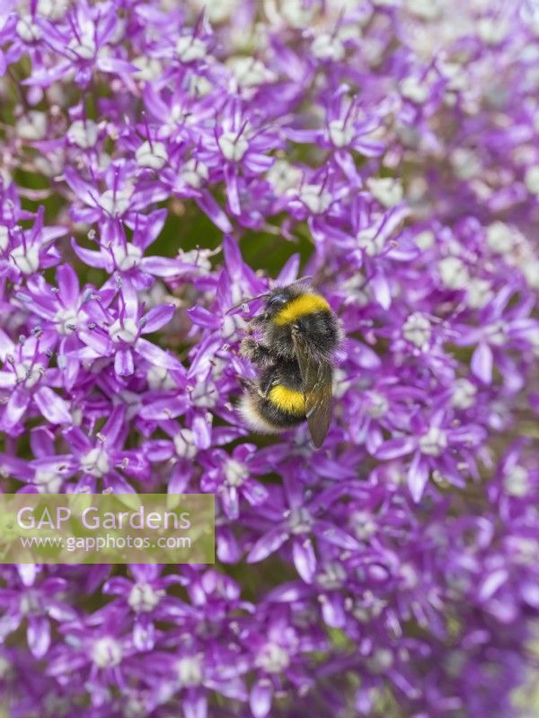 Bombus lucorum - White tailed Bumblebee foraging on Allium flowers