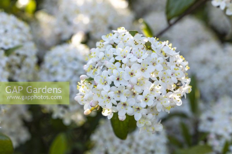 Viburnum x burkwoodii 'Conoy' in May